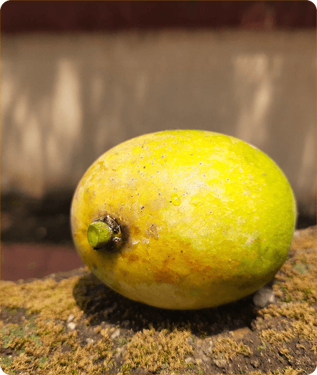 Ripe Mankurad mango with golden-yellow skin on laterite stone